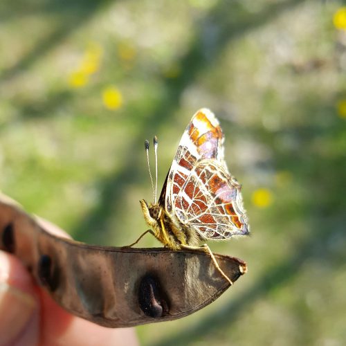 20170501_120435_Schmetterling_Foto_1710x2000